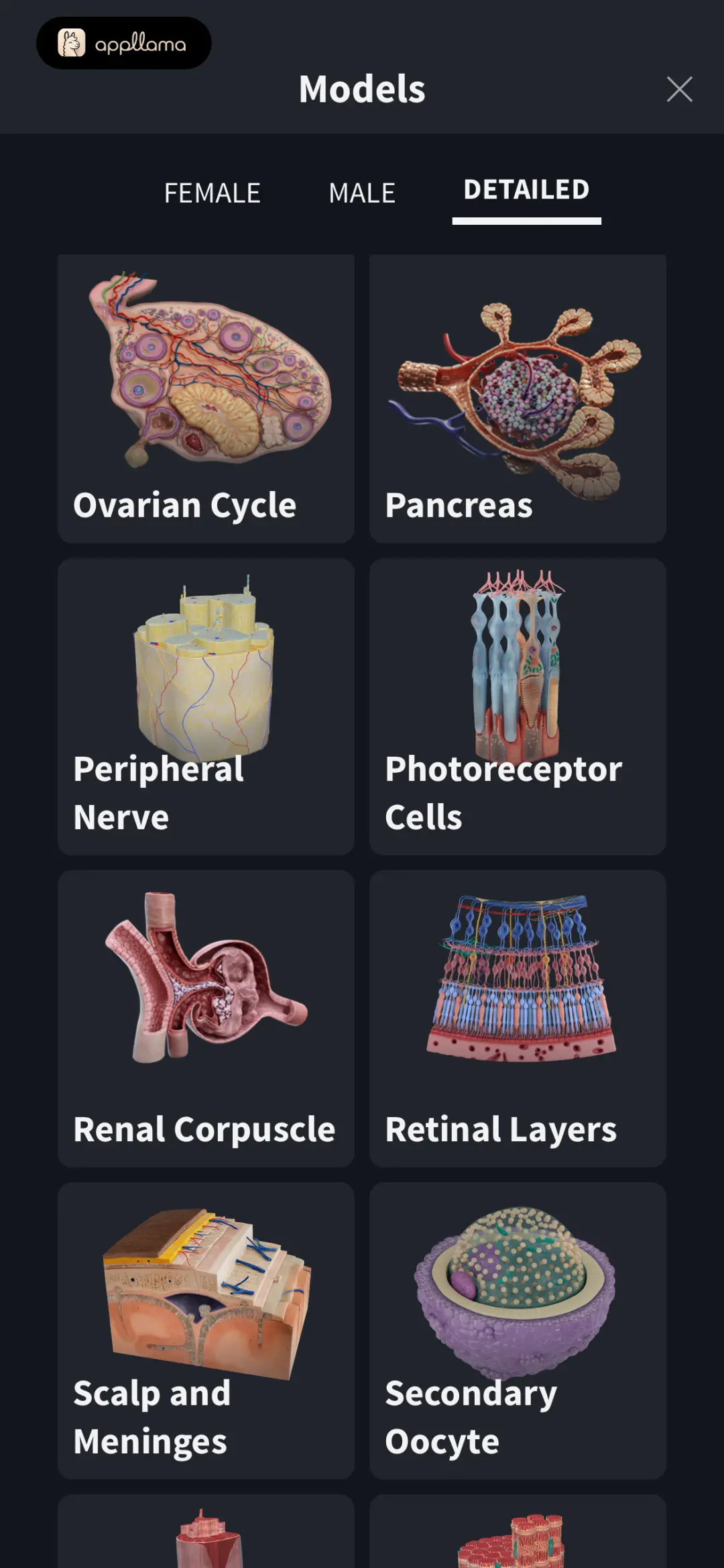 Detailed Anatomy Models