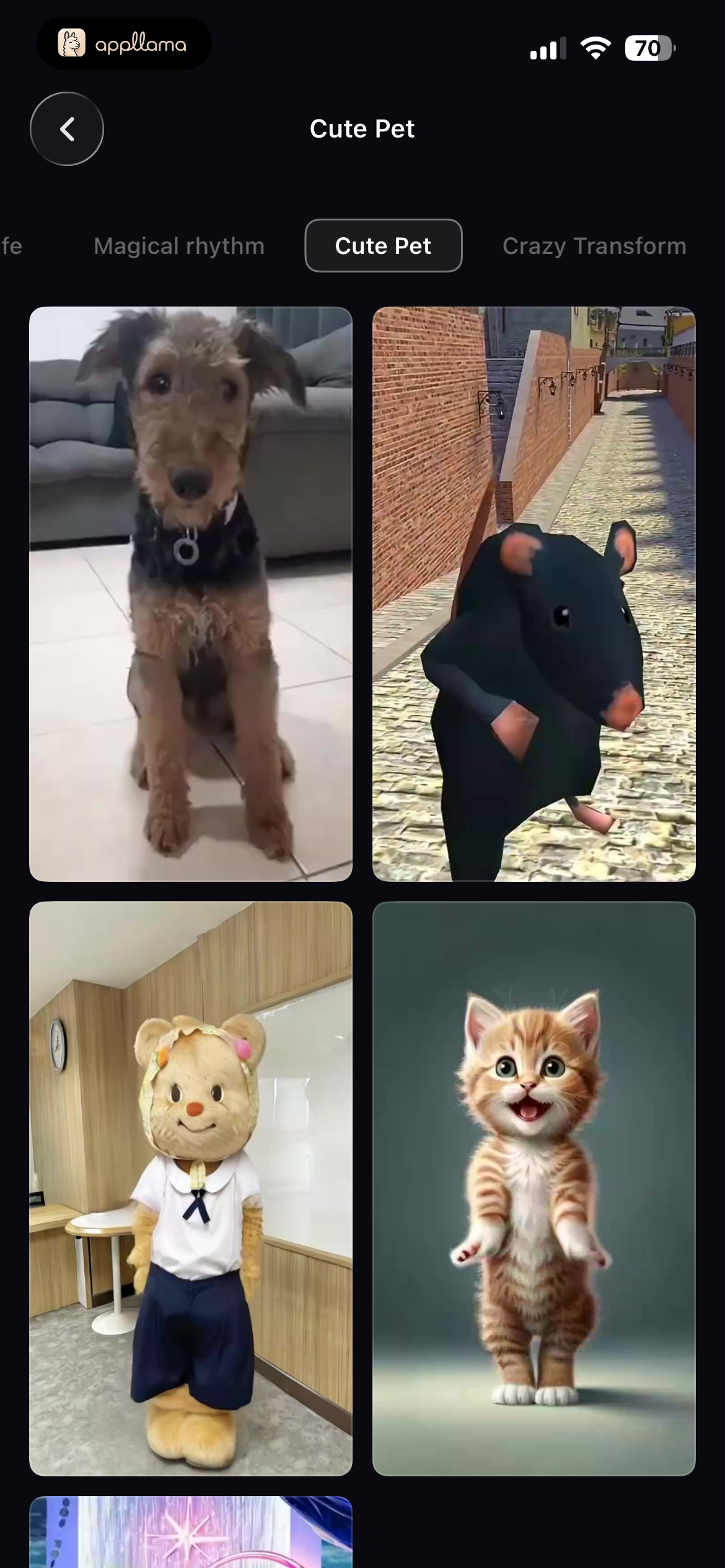 Cute Pet Gallery