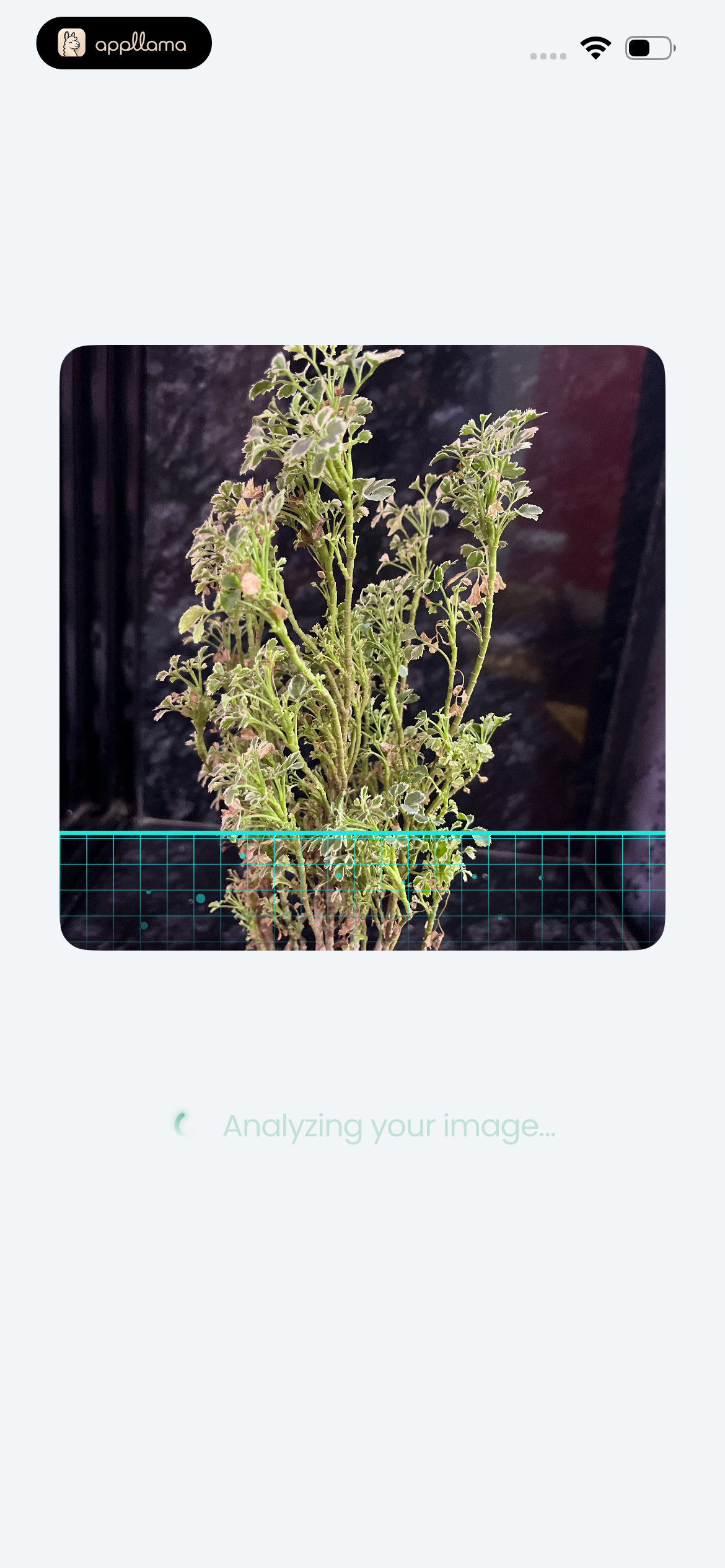 Plant Photo Analysis
