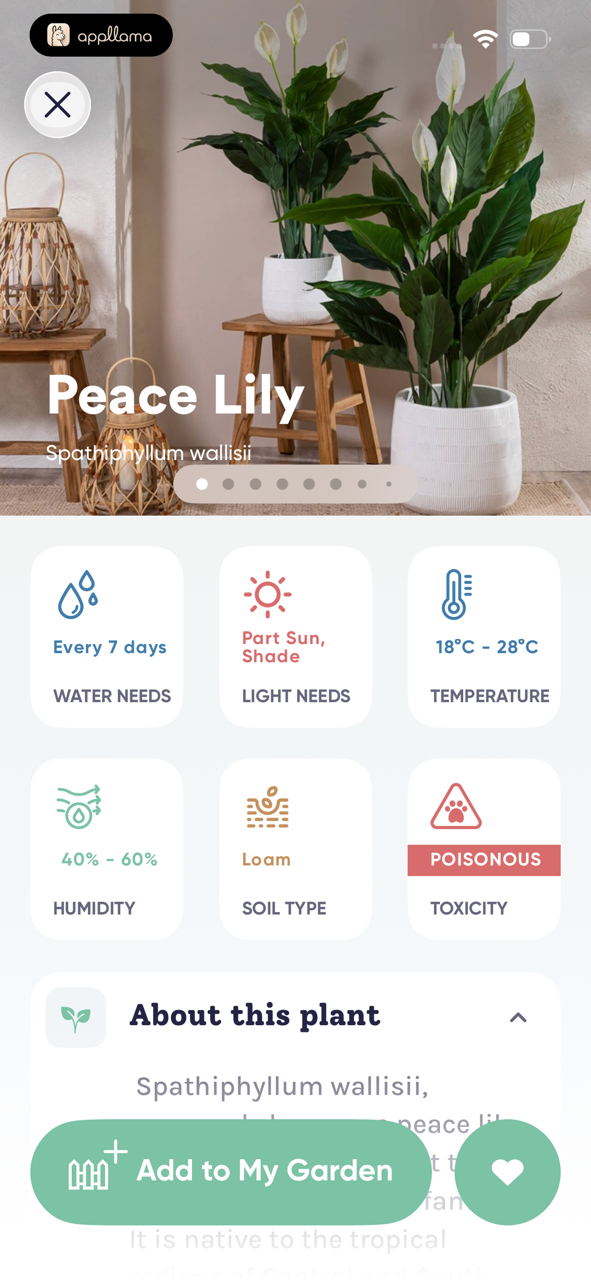 Peace Lily Plant Details