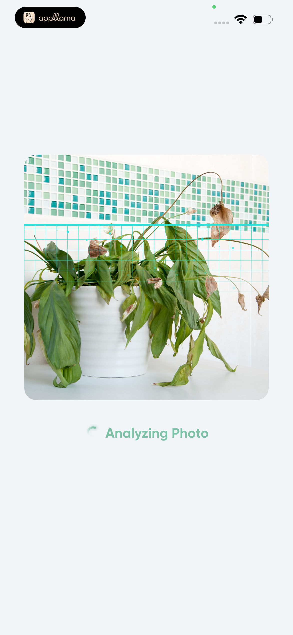 Analyzing Plant Photo