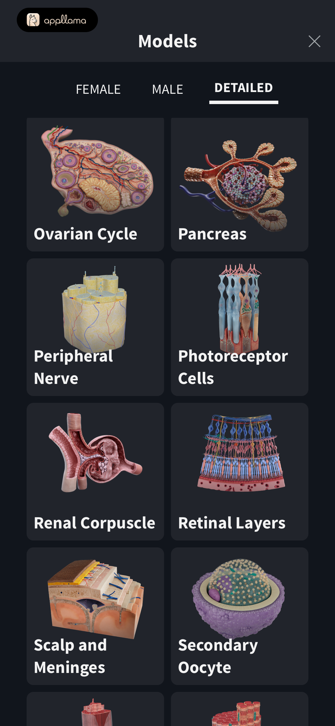Detailed Anatomy Models