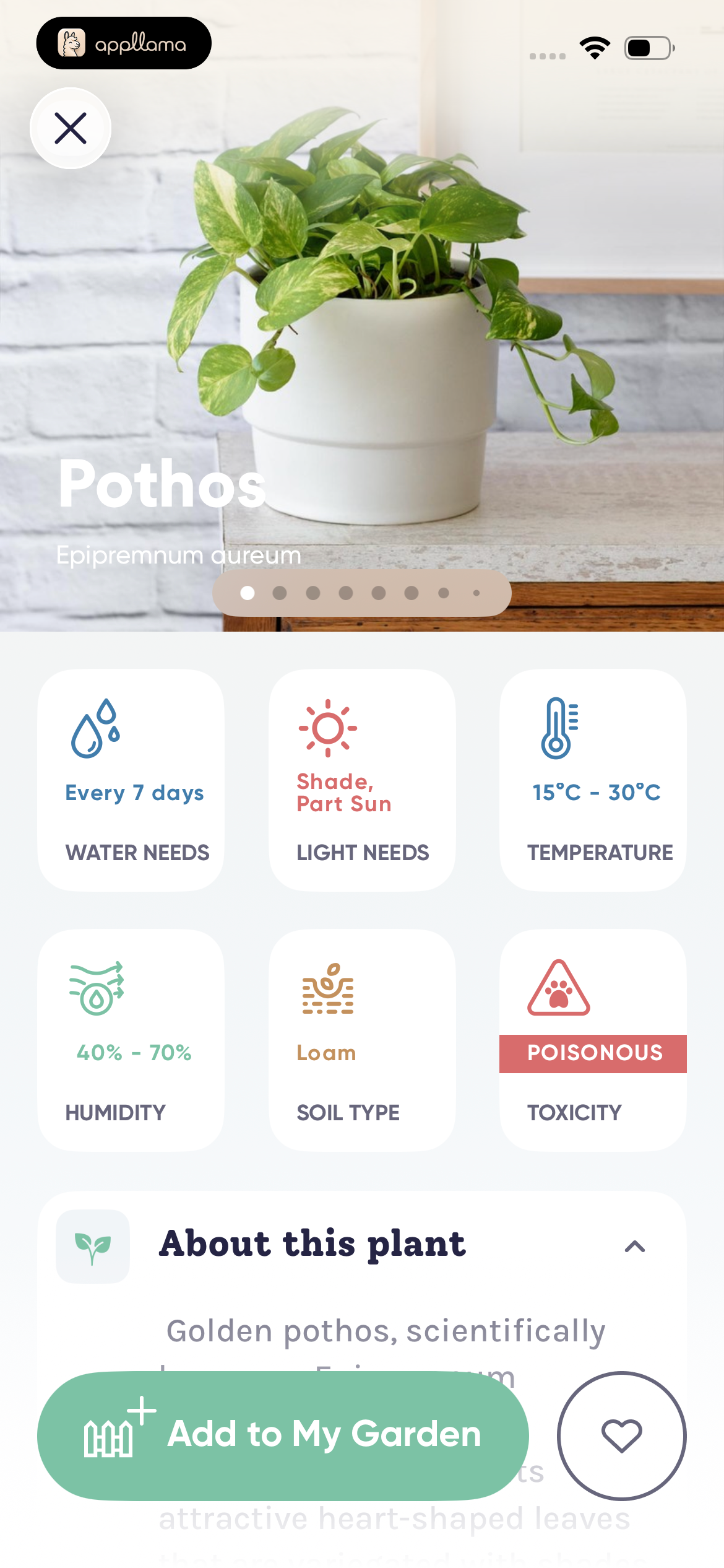 Pothos Plant Details